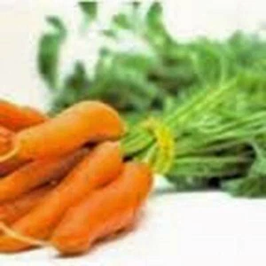 Carrot, Little Finger, Seeds,Non GMO, 20+ Seeds, Carrots, Seed - Picture 1 of 1