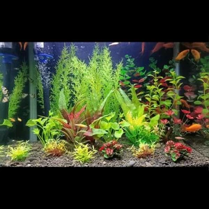 Juego Completo Acuario Plástico Artificial Planta Decoración Pecera Decoración Cueva B5L8 - Imagen 1 de 22