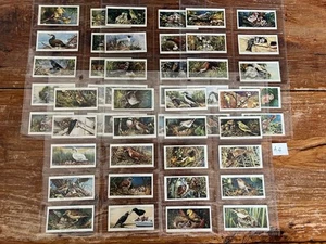 John Player Cigarette Cards Full Set of 50 - Birds & Their Young 1937 - Picture 1 of 11