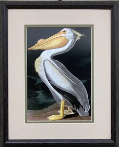 John James Audubon "American White Pelican" Custom Framed Art Print Bird Nature - Picture 1 of 3