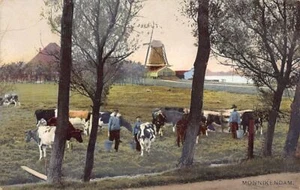Nederland - MONNIKENDAM Monnickendam (NH) Windmolen en koeien - Photochromie - Bild 1 von 2