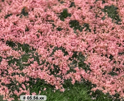 Grasbüschel Hellrosa Blüten - 15x21cm - Begrünung Eisenbahn, Modellbau & Diorama - Bild 1 von 4