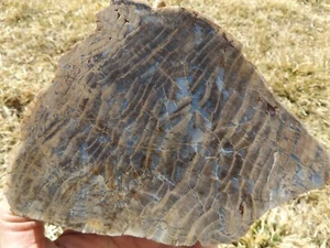 DIG-N-UTAH: POLISHED TOM MINER PETRIFIED WOOD DISPLAY # L 421 - Imagen 1 de 4
