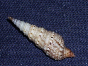 LOTYRRIS CINGULIFERA AWESOME - Bild 1 von 2