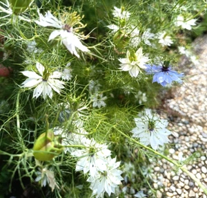 Echter Schwarzkümmel 100+ Bio Samen (Nigella sativa) für den eigenen Anbau - Bild 1 von 11