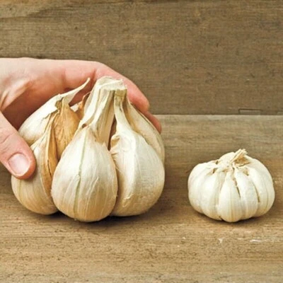 AGLIO GIGANTE, ELEPHANT GARLIC, 50 SEMI - Bild 1 von 3