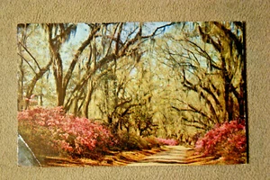 Moss Draped Oaks and Azaleas - Picture 1 of 2