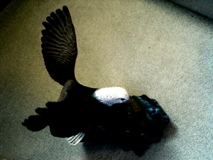 Used DHM 1994 Bald Eagle Clutching Fish Statue/15 Inches Tall - Picture 1 of 4