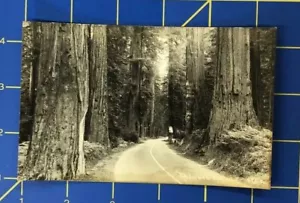 1900's RPPC Street View California Red Wood Highway View Post Card. P2 - Picture 1 of 2