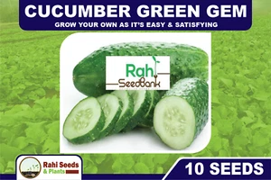 Cucumber Green Gem GROW Your Own as it’s Easy & Satisfying 10 Seeds - Picture 1 of 7