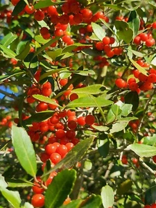 Yaupon Holly. 200 seeds. Ilex Vometoria. - Picture 1 of 1