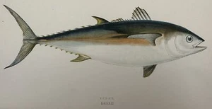 TUNNY THUNFISCH JONATHAN COUCH 1865 FISCHE FISCHKUNDE KÜCHE REZEPTE FISH TUNA - Bild 1 von 2