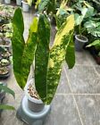 Philodendron Billietiae Variegated (One Leaf )/ Free Phyto + Dhlexpress