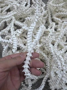 1 PC 16-20 inch real snake bone, snake spine vertebrae, animal bones, DIY - Picture 1 of 4
