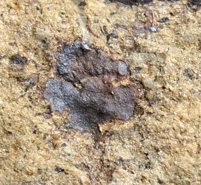 RARE oldest Silurian land plant fossil Moss Bryophyta with flower shaped leaves - Image 1 of 4