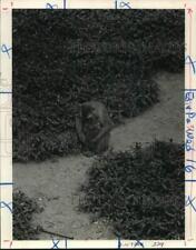 1984 Press Photo Rhesus monkeys raised at Tulane University Delta Primate Center