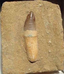 Original fossiler Mosasaurierzahn in Matrix - Bild 1 von 1