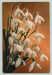 POSTCARD Snowdrops. J. Arthur dixon - Picture 1 of 2