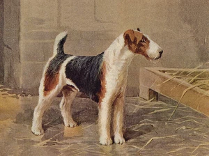 WIRE FOX TERRIER CHARMING DOG GREETINGS NOTE CARD LOVELY STANDING DOG - Picture 1 of 1