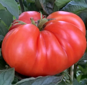 MORTGAGE LIFTER TOMATO SEEDS 50+ INDETERMINATE vegetable GARDEN beefsteak - Picture 1 of 1