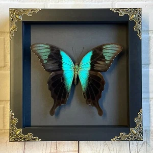 Marco de caja de exhibición barroca Peranthus cola de golondrina (Papilio peranthus) - Imagen 1 de 2
