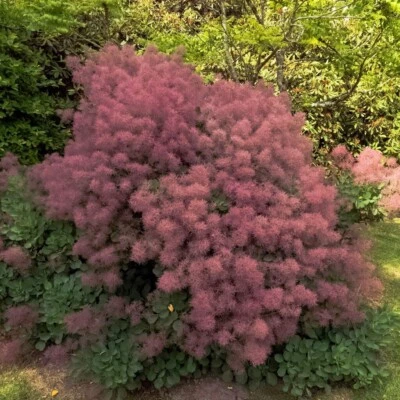 Scotano Rubrifolius 2L - Uno dei più originali arbusti da giardino - Immagine 1 di 3
