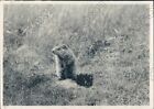 1946 Somewhere a Woodchuck Sitting Beside his Hole in the Ground Press Photo