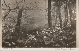 RPPC Woods in May Buffalo Museum of Science New York photo postcard C306 - Picture 1 of 2