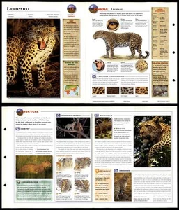 Leopard #12 Mammals - Wildlife Explorer Fold-Out Card - Picture 1 of 1