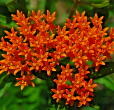 2000 ASCLEPIAS TUBEROSA Seeds (Butterfly Weed) Perennial Milkweed Flower Seeds - Image 1 of 2