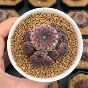 Hermoso jardín de 6 cm 1 pieza Rebutia Rauschii Zecher vivo plantación rara - Imagen 1 de 9