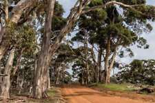 Eucalyptus globulus seeds, Tasmanian blue gum southern grain