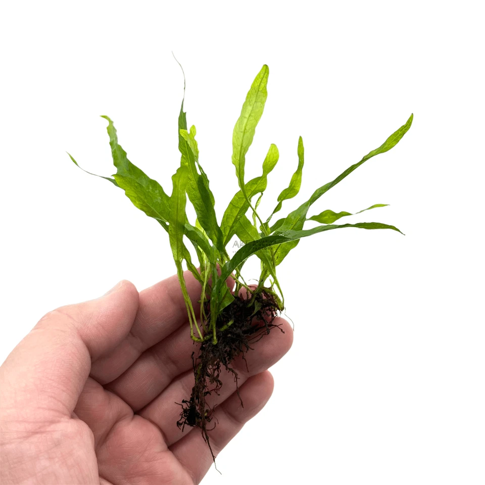 Java Fern Petite Microsorum pteropus 'Petite'| Aquarium Plants Factory® - Image 1 of 1