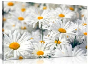 Daisys Daisy Canvas Wall Art Picture Print - Afbeelding 1 van 5