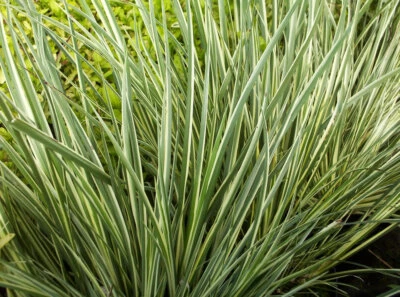 Dwarf Variegated Sweet Flag Winter Hardy Aquatic Pond Plant - Buy 2 Get 1 Free - Image 1 of 3