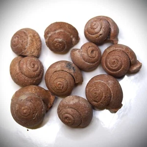 10pcs Snail Cepaea Morocco Cretaceous Bivalve Fossils lot Mollusks 556 - Picture 1 of 8
