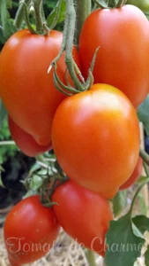 10 seltene Tomatensamen Wunder von Vnukova heirloom tomato seeds rec. 2019 - Bild 1 von 8
