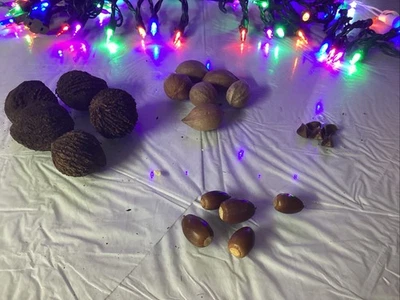 Paquete de árbol de nueces, 25 nueces, castañas chinas, nogal, roble rojo, nogal negro. Foto 1 de 4