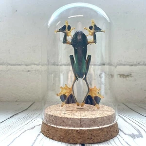 Green Flying Frog (Rhacophorus reinwardtii) Glass Bell Cloche Dome Display Jar - Foto 1 di 2
