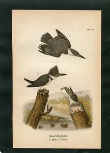 CINTURÓN MARTÍN PESCADOR MACHO Y HEMBRA Plato Pájaro Grabado c.1890 - Imagen 1 de 1