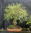 Bonsai Globe Willow Tree - Large Thick Trunk Cutting - Naturally round & Symmetr