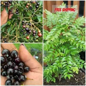 Nuevas hojas de curry indio planta de hoja de curry pura Kadi Patta Murraya semillas secas - Imagen 1 de 5