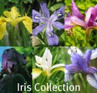 IRIS GERMANICA BEARDED IRIS 5 MIXED VARIETIES SUMMER PLANT bareroot x5