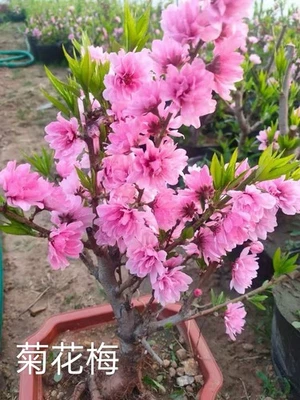 Big Trunk Japanese Plum bossom Bonsai Juhua 菊花梅提根老桩Tree over14-15 Years - Image 1 of 4