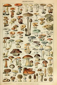 Impresión de arte de pared de historia natural botánica hongos hongos Adolphe Millot de colección - Imagen 1 de 6