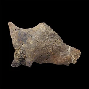 Hadrosaur Jaw Hinge - Picture 1 of 5