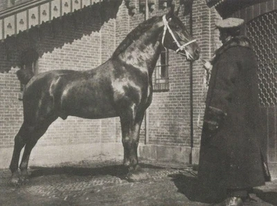 Postal de caballo Coach Stallion "Maitrank" 4X6. Foto 1 de 2