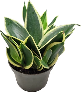 Emerald Star Snake Plant Sansevieria Trifasciata Live 5" Pot - Picture 1 of 1