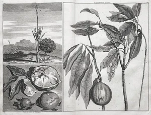 Attap chee jackfruit Fruit Obst botany Botanik Indonesia engraving Kupferstich - Picture 1 of 1