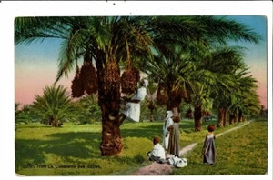 CPA - Carte Postale Algerie-Biskra-Cueillette des dattes VM17546 - Picture 1 of 2